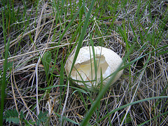 Broken eggshell in grass
